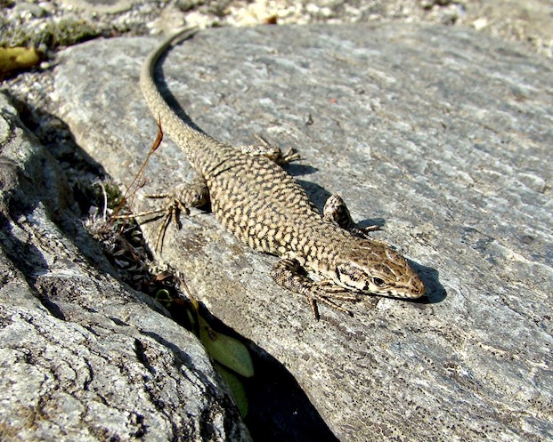 lizard